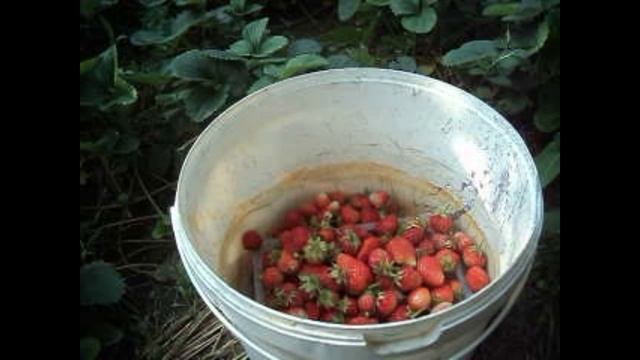 Утром на грядке - клубника смотреть онлайн