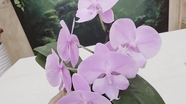 842 смотреть онлайн