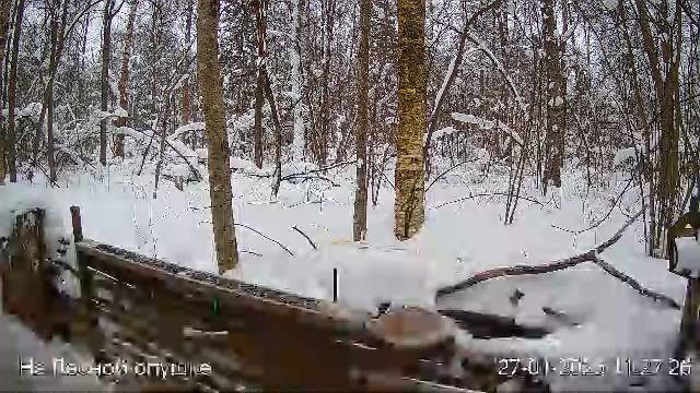 LIVE: На лесной опушке. Природа онлайн смотреть онлайн