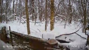 LIVE: На лесной опушке. Природа онлайн