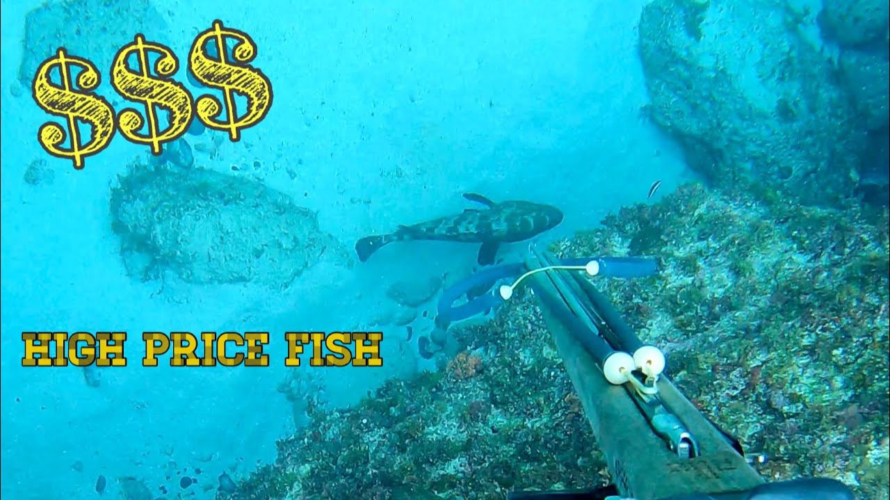 Подводная охота / Получил неплохую прибыль. Улов из ценных видов рыб был просто отличным! смотреть онлайн