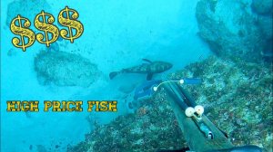 Подводная охота / Получил неплохую прибыль. Улов из ценных видов рыб был просто отличным!