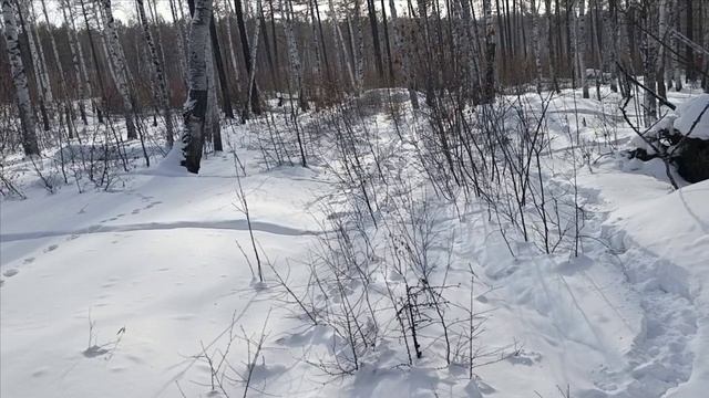 Проверка капканов часть 〽️ 18. смотреть онлайн