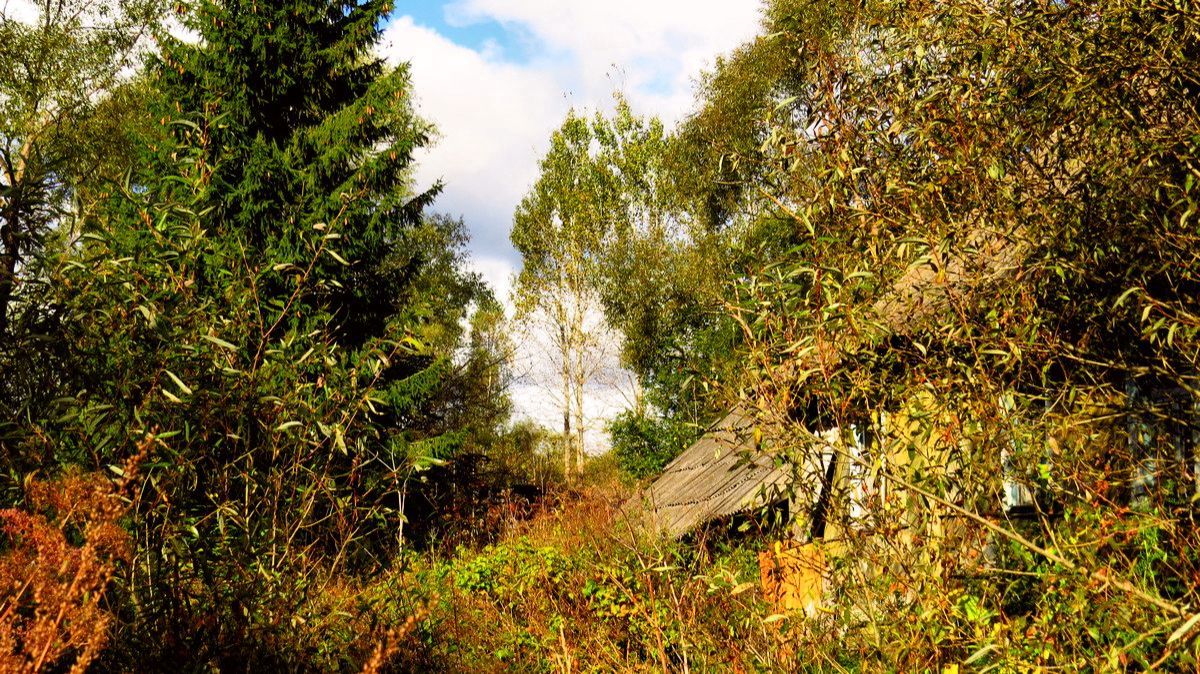 Осенние кроны деревьев смотреть онлайн