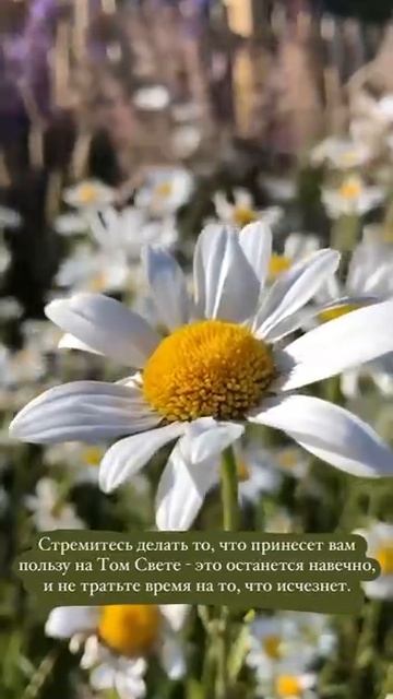 Стремитесь делать то, что принесёт вам пользу. Шейх Шамиль аш-Шафи'ий. смотреть онлайн