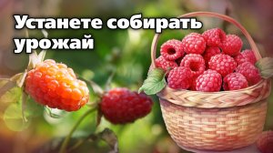 Как выращивать малину. Для сладких, ароматных, огромных урожаев
