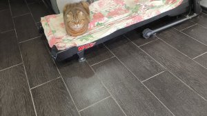 Симбе 2 годика🎂🎁🎉