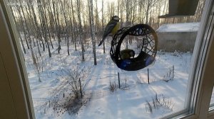 Синицы в лучах заката