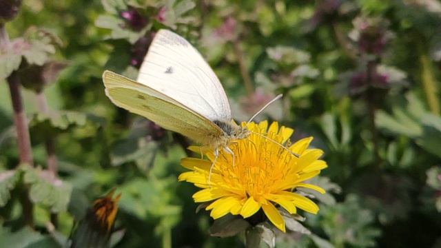 Один из дней города Евпатории | 19 апреля 2021 г | Крым | ХАН БАТОН XAH 6ATOH | VID_20210419_142122 смотреть онлайн