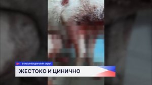 Зоозащитники отвезли в ветклинику собаку, которую оставили умирать в сугробе