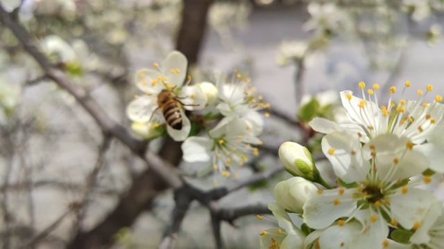 Один из дней города Евпатории | 19 апреля 2021 г | Крым | ХАН БАТОН XAH 6ATOH | VID_20210419_142756 смотреть онлайн