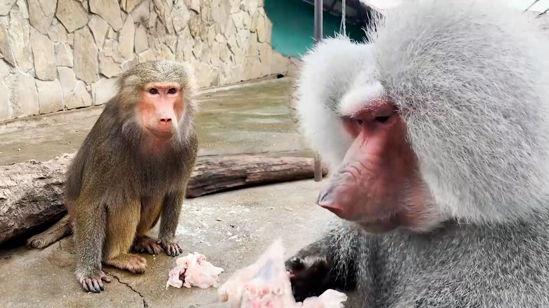 УЖАС, КАКИЕ КРИКУХИ! Таких звуков от Елисея мы НИКОГДА НЕ СЛЫШАЛИ! Лида не отдала мясо, сама в шоке) смотреть онлайн