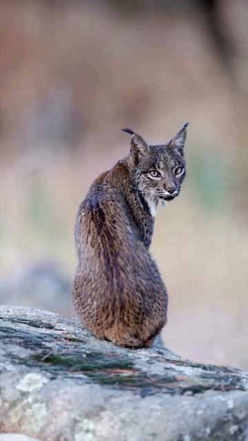 Один из самых редких и красивых хищников на планете - Иберийская рысь...... смотреть онлайн