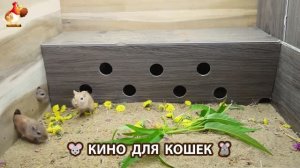 Видео для кошек про крысок развлекать питомцев 🐭🐀😂 (441)