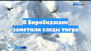 В Биробиджане заметили следы тигра