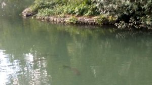 Парк Южные культуры в Сочи