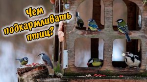ЧЕМ КОРМИТЬ ПТИЦ ЗИМОЙ? Наблюдение за птицами на кормушке