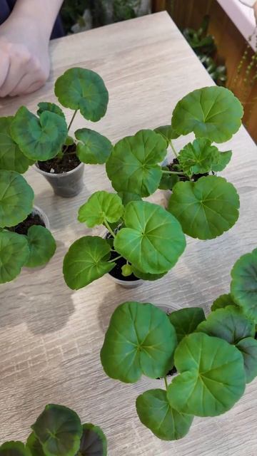 ПЕЛАРГОНИЯ ПОСЛЕ ВСХОДОВ, УХОД ЗА РАССАДОЙ смотреть онлайн