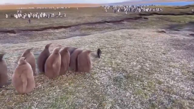 Когда впервые увидели кошку смотреть онлайн