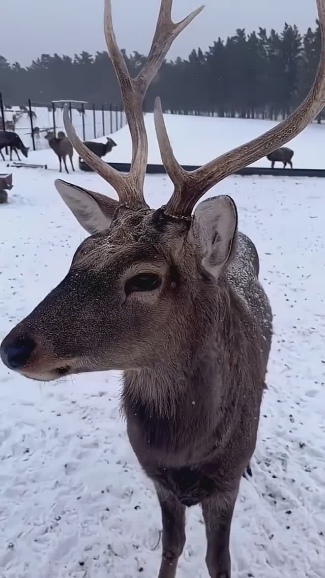 Казахстанская Лапландия. смотреть онлайн