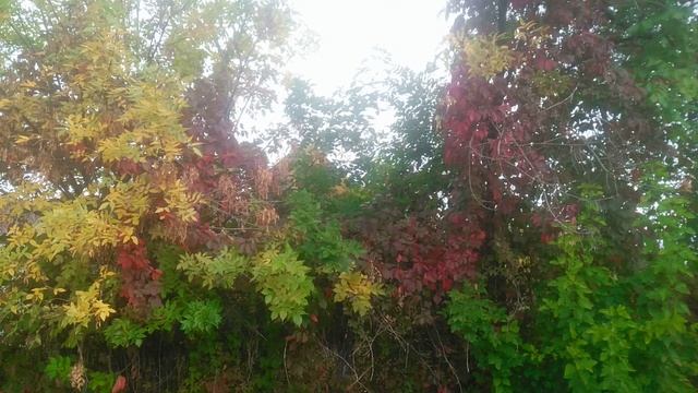 Утро в лесу . Разноцветная Осень смотреть онлайн