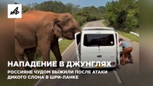 Нападение в джунглях. Россияне чудом выжили после атаки дикого слона в Шри-Ланке