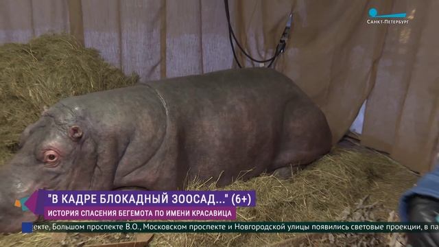 Выставка «Внимание! В кадре блокадный Зоосад» смотреть онлайн