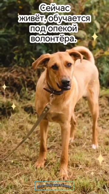 Не предам, не покину #dog #animals #cat #shortvideo Не предам, не покину #dog #animals #cat #shortvideo