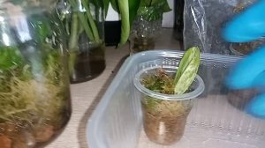 . Укоренение во мхе. Не требует усилий