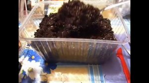 2168.  Лук порей ,посев, всходы