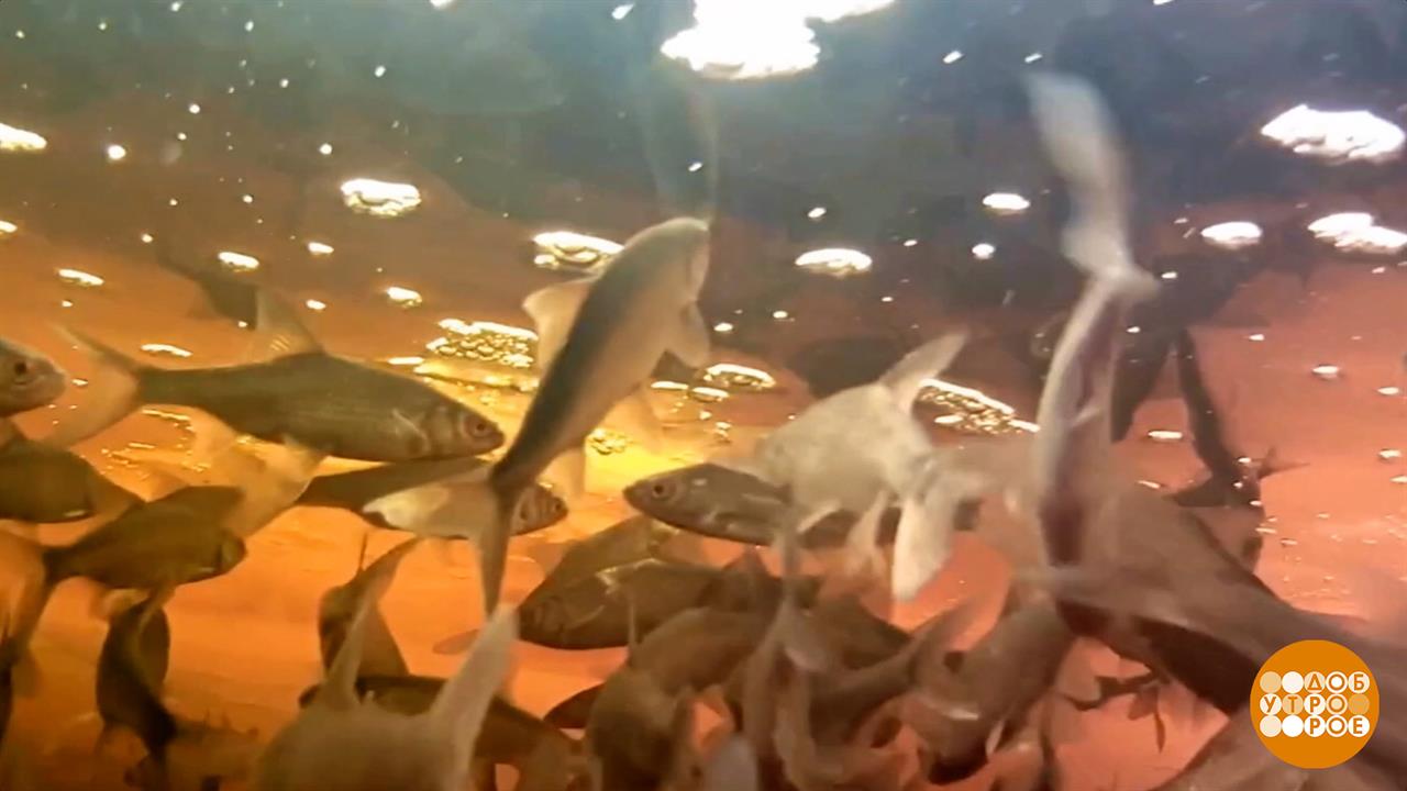 Рыба ищет, где глубже... вздохнуть. Доброе утро. Фрагмент выпуска от 27.01.2026 смотреть онлайн