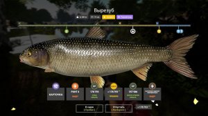 НОВЫЕ РАЗДАЧИ НА АХТУБЕ УСАЧА, ОСЕТРА ФАРМЫ ЛЕЩА ВЫРЕЗУБА СВОДКА ПО ВОДОЕМАМ В РУССКОЙ РЫБАЛКЕ 4 РР4