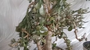 Денежное дерево . Ствол живой