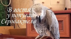 В гостях у попугая Серодактеля.