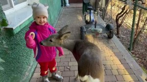 Ангелина с Владом ПОДКЛЕИВАЮТ ОБОИ, которые оборвала Люся и кормят косуль Милу и Лялю!