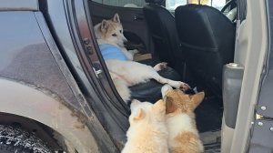 После операции Белкуньи