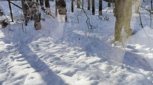 Развоз кормов на охотничьих угодьях 01.2026