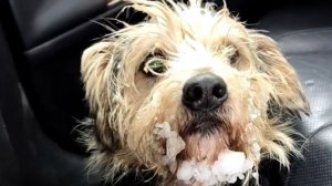 Пёсик найден в сугробе