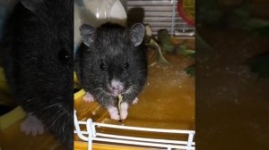 Чёрный сирийский хомяк