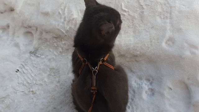 Тишка возле дома.