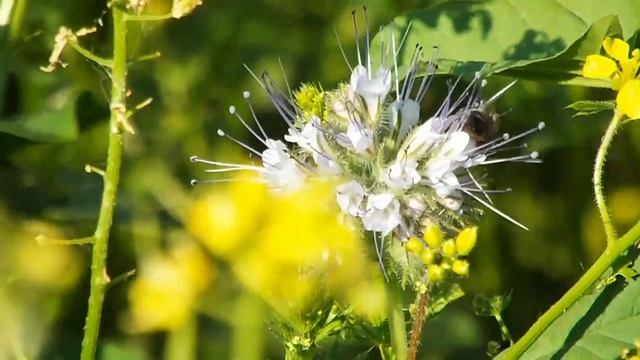 Разница выделения нектара медоносами смотреть онлайн