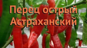 Посадка острого астраханского перца в домашних условиях