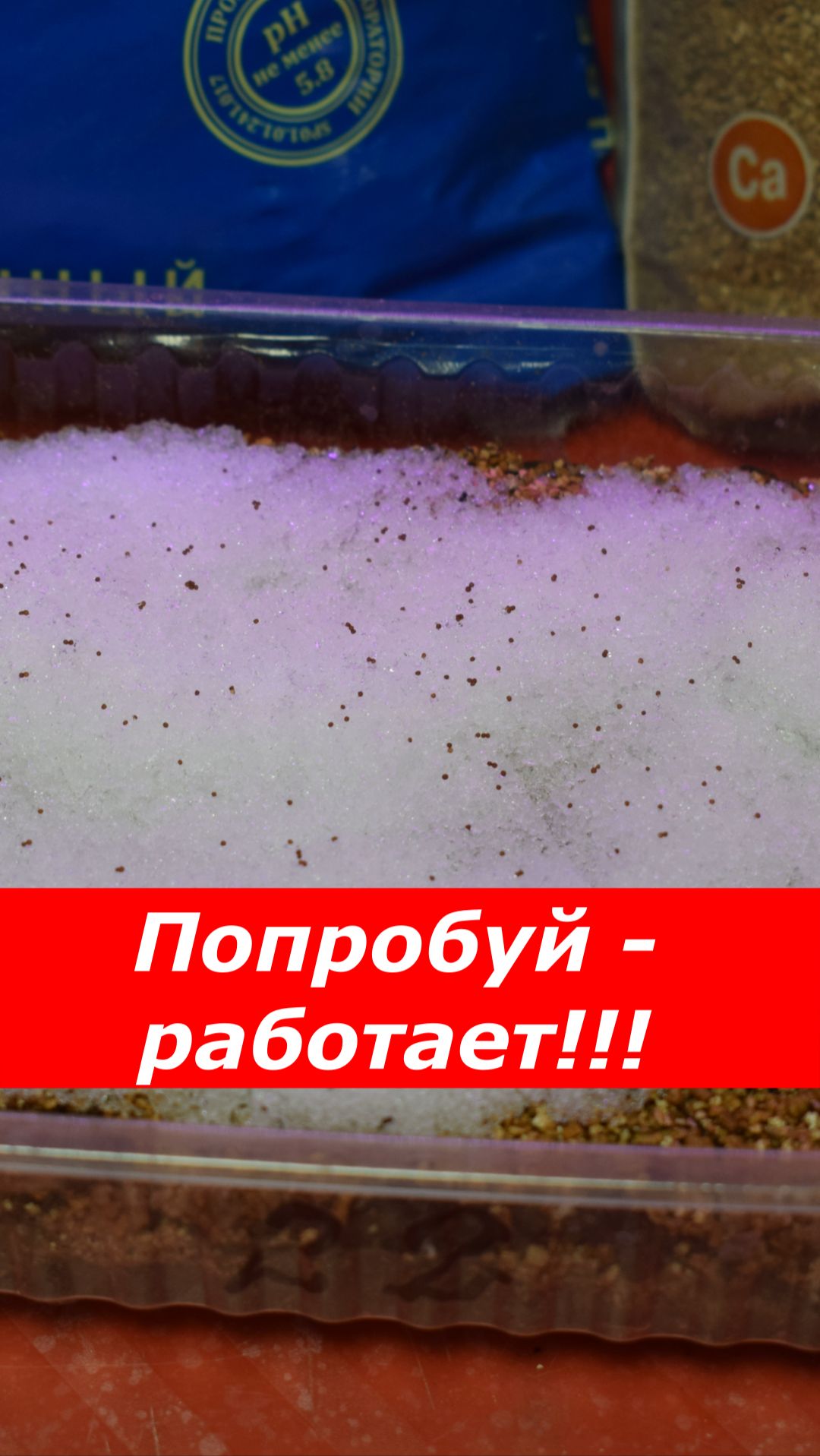 Посев на снег и 100% всходы!!! смотреть онлайн