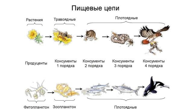 Экология 641группа-28.01.26,Пищевые цепи и сети. смотреть онлайн