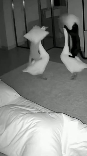 КОТЫ В 5 УТРА смотреть онлайн