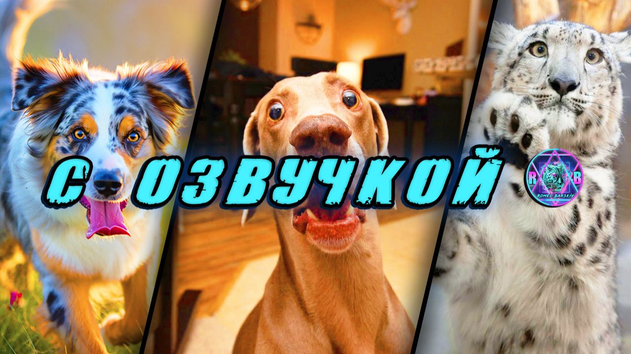 🔥 Смешные Коты - С ОЗВУЧКОЙ! ПРИКОЛЫ С КОТАМИ! Самые смешные животные! Попробуй не засмеяться! 2026 смотреть онлайн
