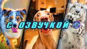 🔥 Смешные Коты - С ОЗВУЧКОЙ! ПРИКОЛЫ С КОТАМИ! Самые смешные животные! Попробуй не засмеяться! 2026
