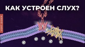 Как устроен слух? [Clockwork]
