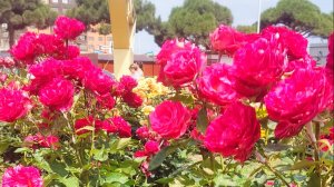 Поставь на паузу и узнай ,какой цветок тебе выпал ! 🎁🌼 #Россия#всецветы#лето#