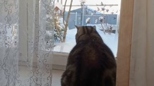 Кошка, рыбки, птички за окном. - привлекают радость в каждый дом!!!